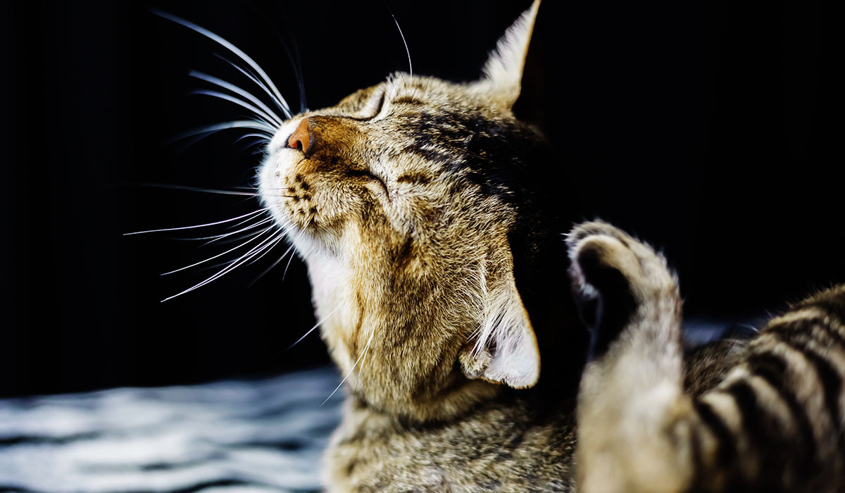 cat-with-summer-skin-itch