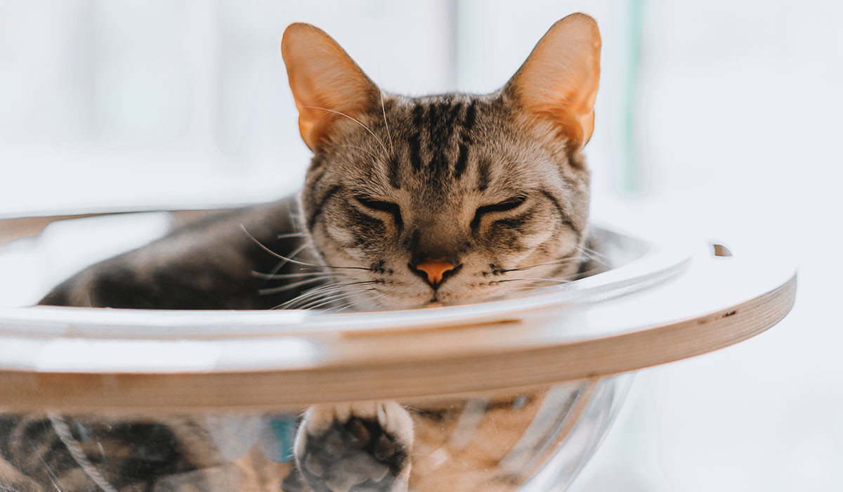 gray-cat-bowl-heatstroke-first-aid-tips