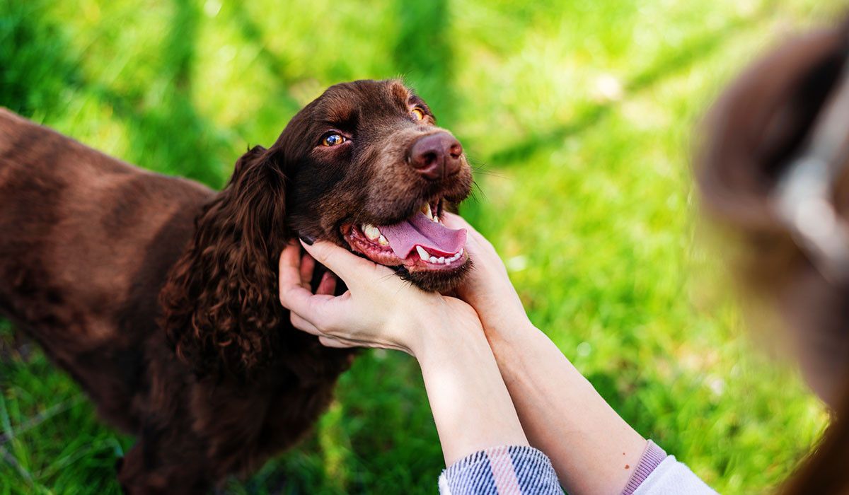 dog-dental-care-calm-training-habits