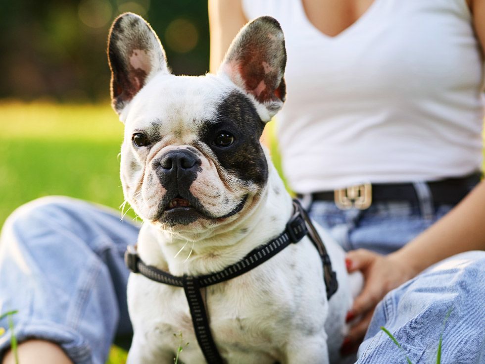 french bulldog with his owner
