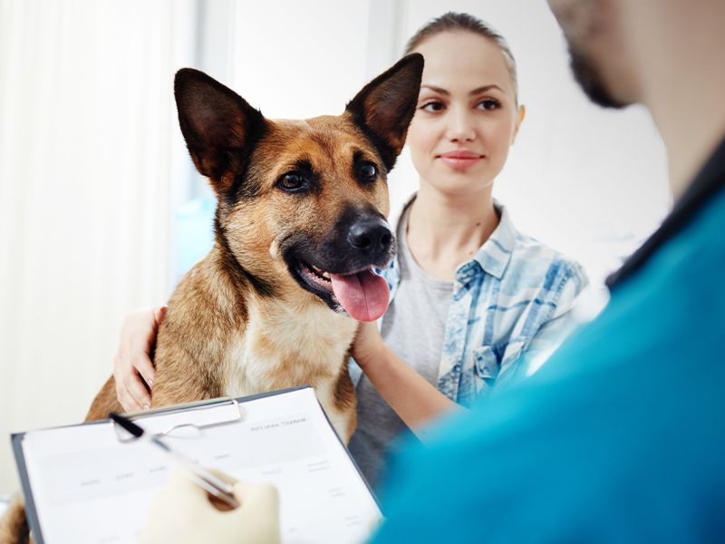 woman and her german shepherd dog at the vet